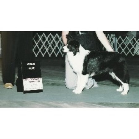 border collie puppies missouri solachi border collies border collie breeder in columbia missouri border collie puppies missouri solachi border collies border collie breeder in columbia missouri