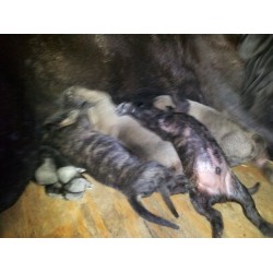 Mastiff breeder Houston 20566