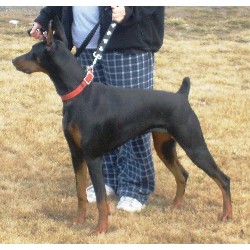 Doberman Pinscher breeder Lind 20572