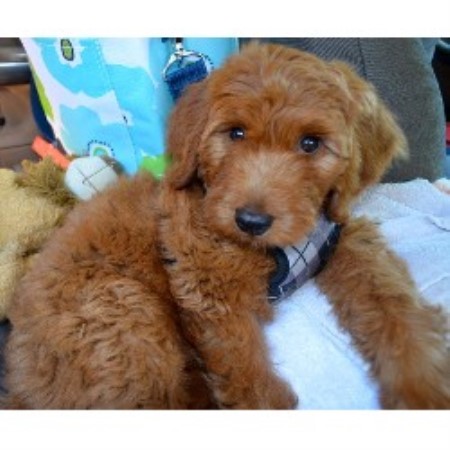 Goldendoodle Breeder 20607