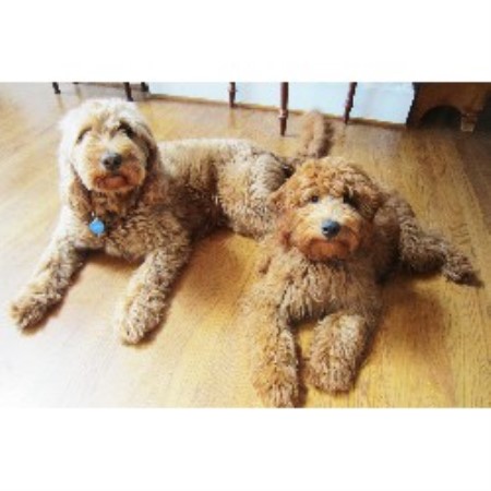 Miller's Gorgeous Goldendoodles