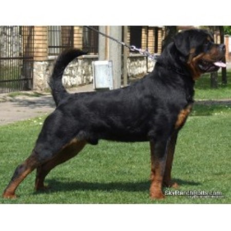 rottweiler rescue ranch sky ranch rottweilers rottweiler breeder in bakersfield california rottweiler rescue ranch sky ranch rottweilers rottweiler breeder in bakersfield california