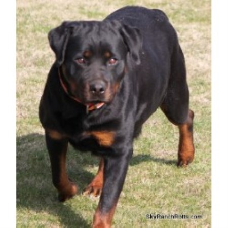 rottweiler rescue ranch sky ranch rottweilers rottweiler breeder in bakersfield california rottweiler rescue ranch sky ranch rottweilers rottweiler breeder in bakersfield california