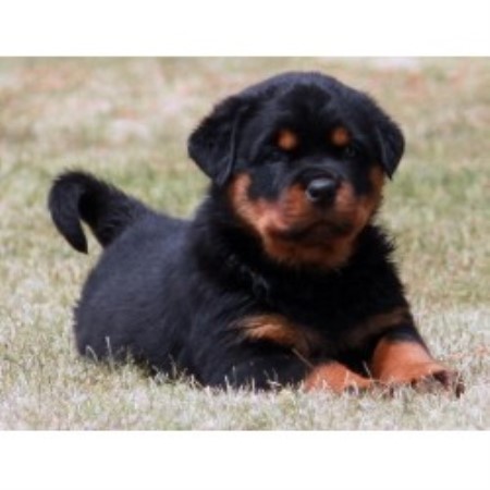rottweiler rescue ranch sky ranch rottweilers rottweiler breeder in bakersfield california listing id 20633 rottweiler rescue ranch sky ranch rottweilers rottweiler breeder in bakersfield california listing id 20633
