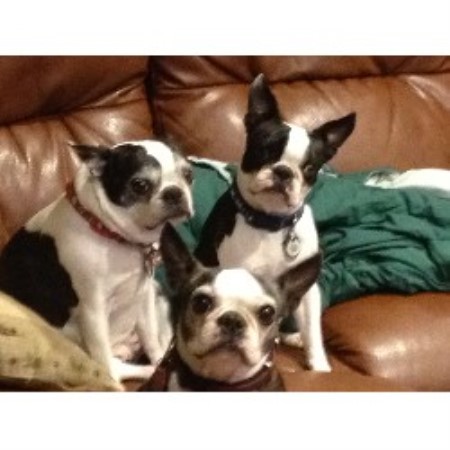 boston terrier puppies for sale in wv boston terrier puppies in wayne west virginia breeds picture boston terrier puppies for sale in wv boston terrier puppies in wayne west virginia breeds picture