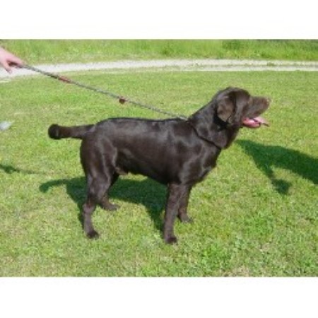 blooded lab puppies for sale in sc green meadow labradors labrador retriever breeder in watkinsville listing blooded lab puppies for sale in sc green meadow labradors labrador retriever breeder in watkinsville listing