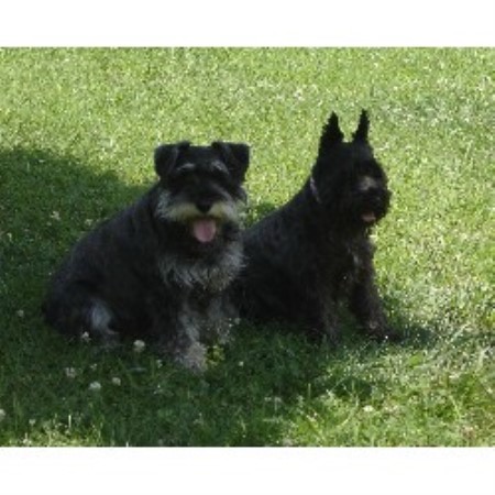 puppies in md miniature schnauzer breeders in maryland breeds picture puppies in md miniature schnauzer breeders in maryland breeds picture