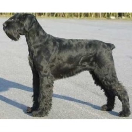 schnauzer puppies for sale in indiana miniature schnauzer breeders in indiana breeds picture schnauzer puppies for sale in indiana miniature schnauzer breeders in indiana breeds picture