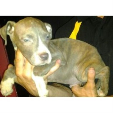 free pitbull puppies in pa my pitz american pit bull terrier breeder in new kensington pennsylvania free pitbull puppies in pa my pitz american pit bull terrier breeder in new kensington pennsylvania