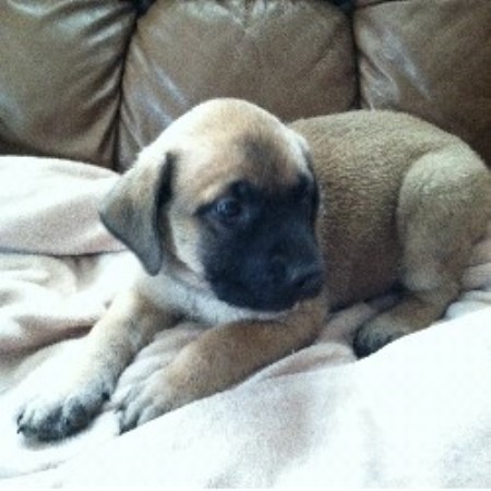 Mastiff breeder Windsor 20700
