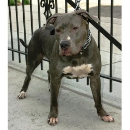 free pitbull puppies nj blue legend pit bulls american pit bull terrier breeder in newark new jersey free pitbull puppies nj blue legend pit bulls american pit bull terrier breeder in newark new jersey