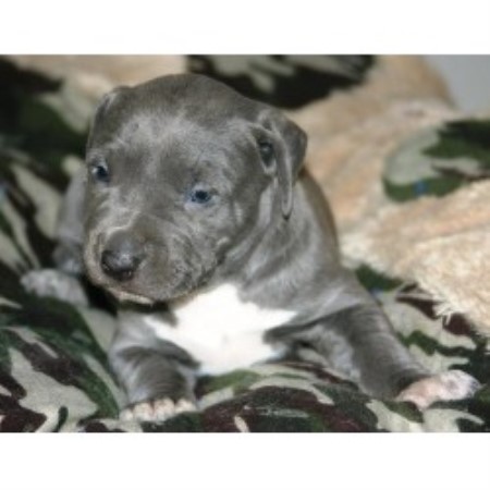 free pitbull puppies nj blue legend pit bulls american pit bull terrier breeder in newark new jersey free pitbull puppies nj blue legend pit bulls american pit bull terrier breeder in newark new jersey