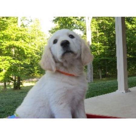 puppy adoption michigan golden retriever breeders in michigan freedoglistings puppy adoption michigan golden retriever breeders in michigan freedoglistings