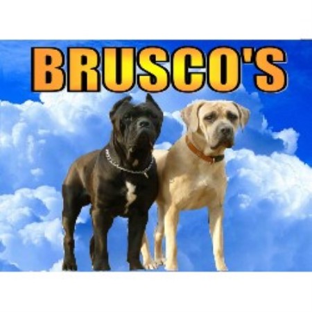 Brusco's Cane Corso