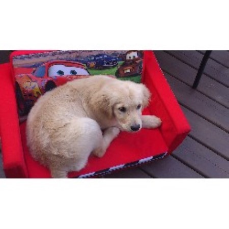 ontario golden retriever breeders hds retrievers golden retriever breeder in woodstock ontario ontario golden retriever breeders hds retrievers golden retriever breeder in woodstock ontario