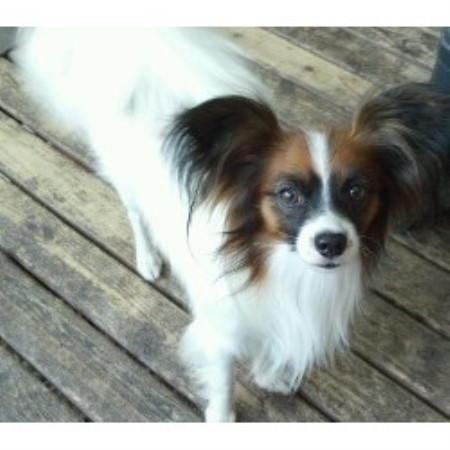 stud papillon tacoma washington