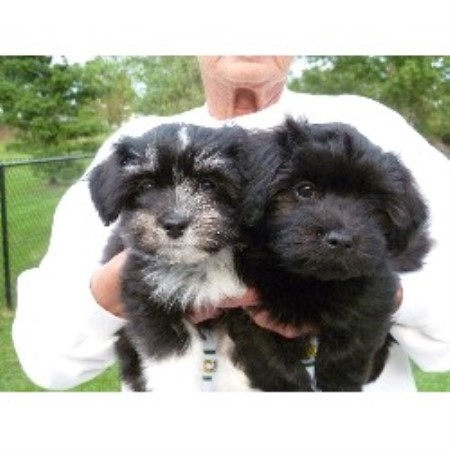 akc havanese breeders new york midnight s havanese havanese breeder in lockport new york listing id 20803 akc havanese breeders new york midnight s havanese havanese breeder in lockport new york listing id 20803