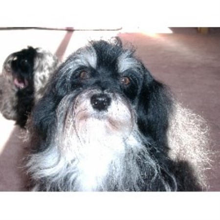 havanese rescue new york midnight s havanese havanese breeder in lockport new york havanese rescue new york midnight s havanese havanese breeder in lockport new york