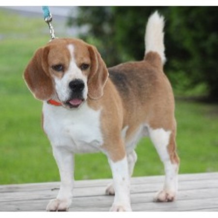 Beagle breeder Allenwood 20809