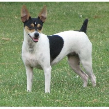 rat terrier puppies for sale in michigan rat terrier breeders in the usa and canada freedoglistings page 2 rat terrier puppies for sale in michigan rat terrier breeders in the usa and canada freedoglistings page 2