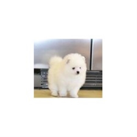 california pomeranian breeder deanna pomeranian breeder in hesperia california listing id 20828 california pomeranian breeder deanna pomeranian breeder in hesperia california listing id 20828