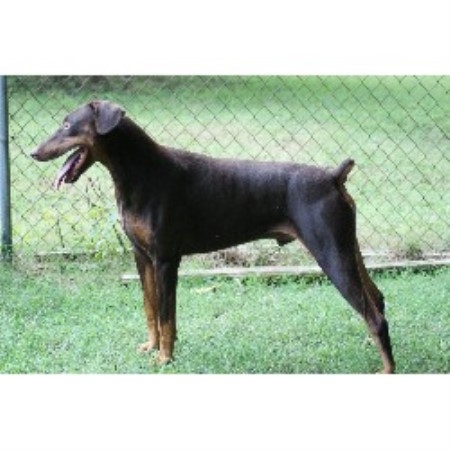 doberman puppies nc tayash dobermans doberman pinscher breeder in greensboro carolina listing doberman puppies nc tayash dobermans doberman pinscher breeder in greensboro carolina listing