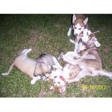 husky puppies for sale in ri siberian husky puppies for sale in rhode island and breeders auto design tech husky puppies for sale in ri siberian husky puppies for sale in rhode island and breeders auto design tech