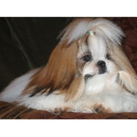 shih tzu breeders carolina debadoshihtzu shih tzu breeder in clemmons carolina shih tzu breeders carolina debadoshihtzu shih tzu breeder in clemmons carolina