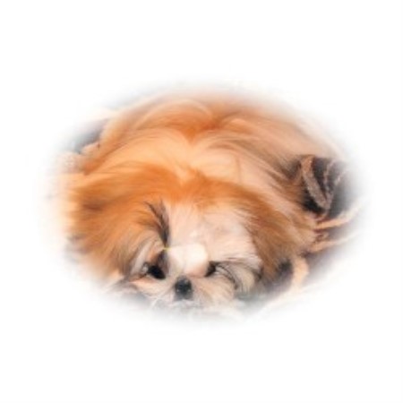 shih tzu carolina debadoshihtzu shih tzu breeder in clemmons carolina listing id 20884 shih tzu carolina debadoshihtzu shih tzu breeder in clemmons carolina listing id 20884