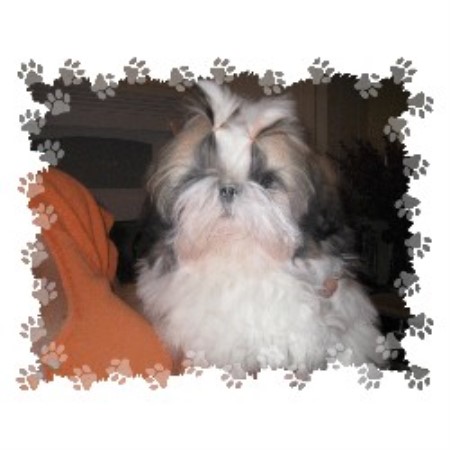shih tzu rescue nc debadoshihtzu shih tzu breeder in clemmons carolina listing id 20884 shih tzu rescue nc debadoshihtzu shih tzu breeder in clemmons carolina listing id 20884