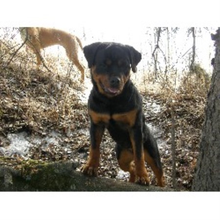 alberta rottweiler rescue coulee reg d rottweiler breeder in rocky mountain house alberta alberta rottweiler rescue coulee reg d rottweiler breeder in rocky mountain house alberta