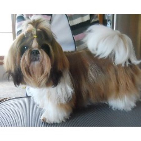 shih tzu puppies for sale scotland area shih tzu studs freedoglistings page 3 breeds picture shih tzu puppies for sale scotland area shih tzu studs freedoglistings page 3 breeds picture