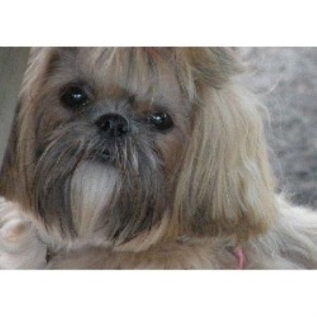 shih tzu breeders new york sing sing shih tzu s shih tzu breeder in lyndonville new york shih tzu breeders new york sing sing shih tzu s shih tzu breeder in lyndonville new york