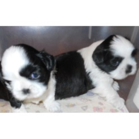 shih tzu breeders new york sing sing shih tzu s shih tzu breeder in lyndonville new york shih tzu breeders new york sing sing shih tzu s shih tzu breeder in lyndonville new york