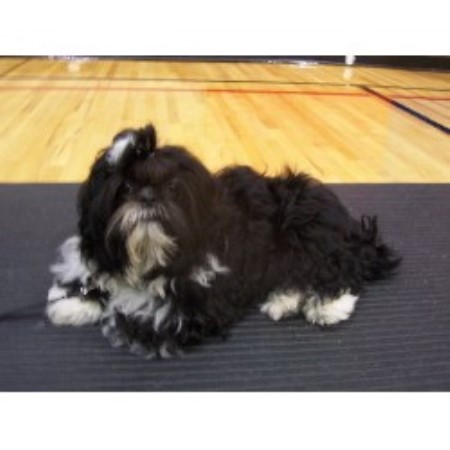 shih tzu breeders new york sing sing shih tzu s shih tzu breeder in lyndonville new york shih tzu breeders new york sing sing shih tzu s shih tzu breeder in lyndonville new york