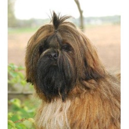shih tzu breeders new york sing sing shih tzu s shih tzu breeder in lyndonville new york shih tzu breeders new york sing sing shih tzu s shih tzu breeder in lyndonville new york