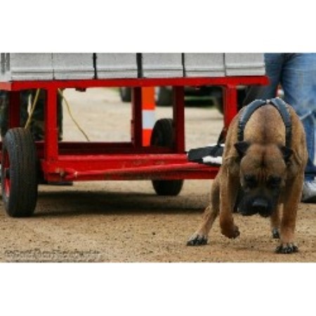 Perro De Presa Canario breeder Moriarty 20923