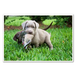 Labrador Retriever breeder Conroe 20948