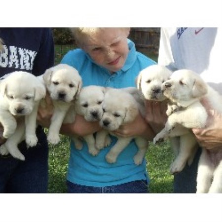 free puppies in pa labrador retriever lab breeders in pennsylvania freedoglistings page 2 free puppies in pa labrador retriever lab breeders in pennsylvania freedoglistings page 2