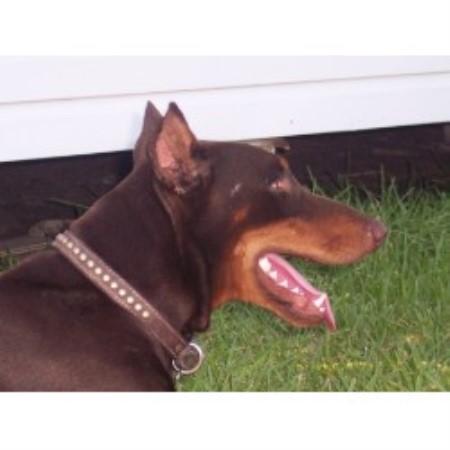 Doberman Pinscher breeder Corpus Christi 20971