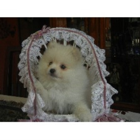 pomeranian breeders ontario rainbowland pom s pomeranian breeder in cambridge ontario listing id 20997 pomeranian breeders ontario rainbowland pom s pomeranian breeder in cambridge ontario listing id 20997