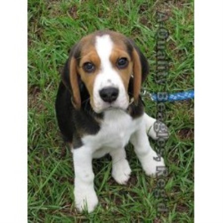 Beagle Breeder 21015