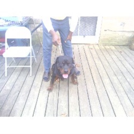 carolina rottweiler breeders douglas rottweiler breeder in rockwell carolina carolina rottweiler breeders douglas rottweiler breeder in rockwell carolina