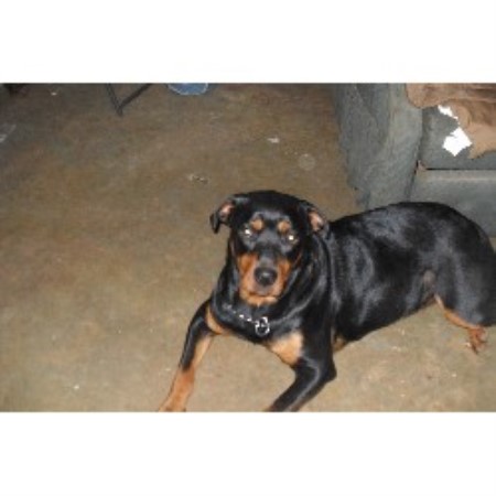 rottweiler breeders nc rottweiler breeders in carolina freedoglistings rottweiler breeders nc rottweiler breeders in carolina freedoglistings