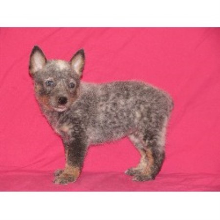 Australian Cattle Dog Puppies For Sale Dallas Tx Australian Cattle Dog Puppies For Sale Dallas Tx