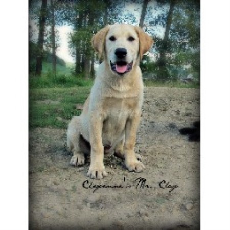 Dog Kennel Hillsboro Oregon Dog Kennel Hillsboro Oregon