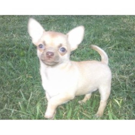 free teacup chihuahua puppies in nc chihuahua breeders in carolina breeds picture free teacup chihuahua puppies in nc chihuahua breeders in carolina breeds picture