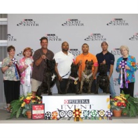 Perro De Presa Canario breeder Saint Louis 21061