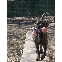 Mastiff breeder Knoxville 21064