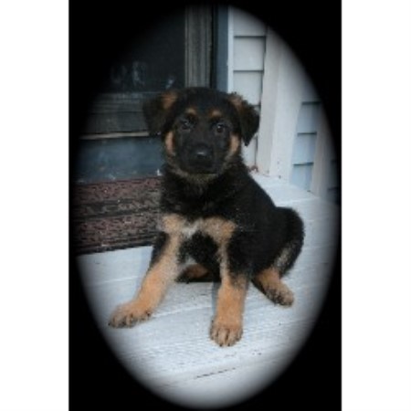 german shepherd puppies for sale in ct hauses vitale german shepherd breeder in connecticut listing id german shepherd puppies for sale in ct hauses vitale german shepherd breeder in connecticut listing id